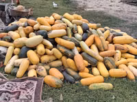 Продаю тыкву для животных — 照片 2