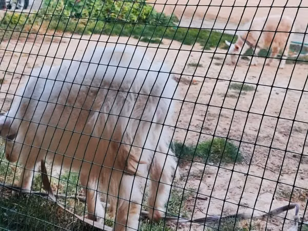 Billy Goat, Goats
