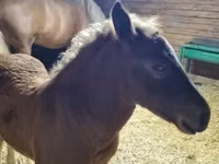 Mare, Horses — photo 2