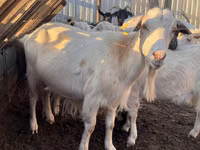 عنزة, Saanen goat — الصورة 3