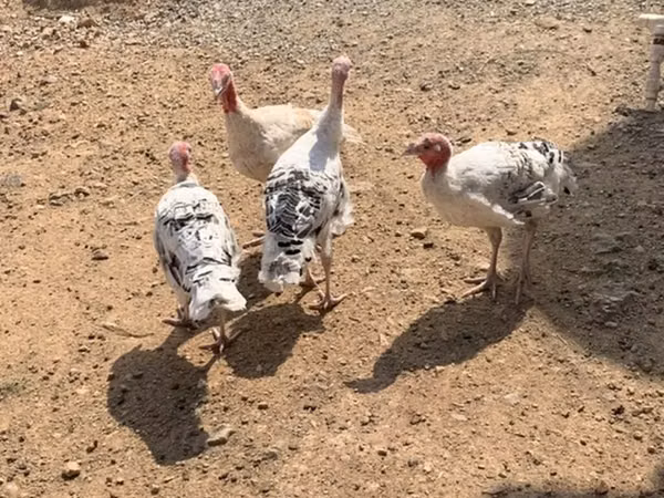 Breitbrüstig Weiß