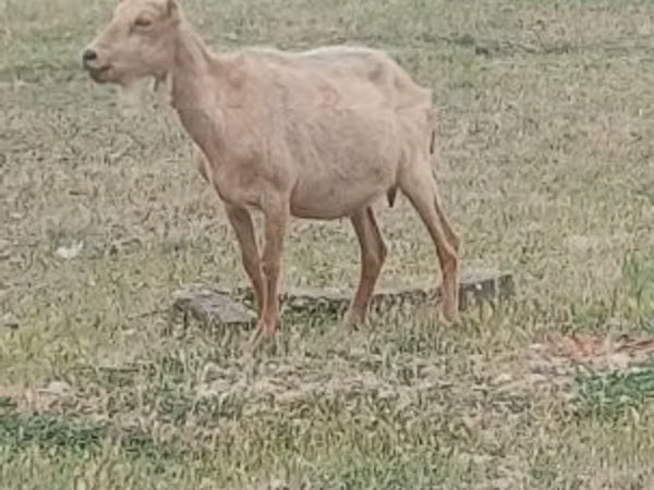 Ямааны ухна, Alpine goat