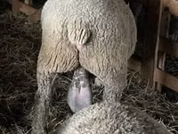 Хуц, Ile-de-France sheep — 7 зураг