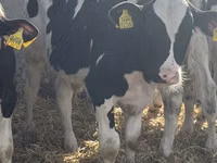 Bulle, Russian Black pied cattle — Foto 8
