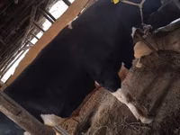 Бух, Russian Black pied cattle — 3 зураг