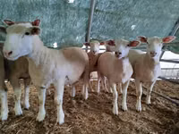 Schaf, Ile-de-France sheep — Foto 4