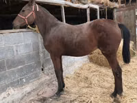 Stute, Thoroughbred horse — Foto 8