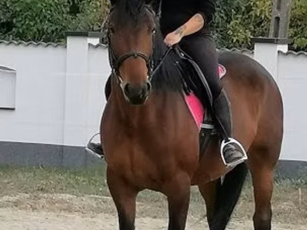 घोड़ी, Hungarian horse breed