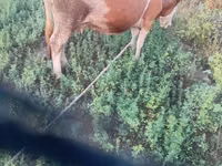 Үнээ, Simmental cattle — 2 зураг