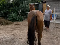 घोड़ी, Canadian horse breed — फ़ोटो 3