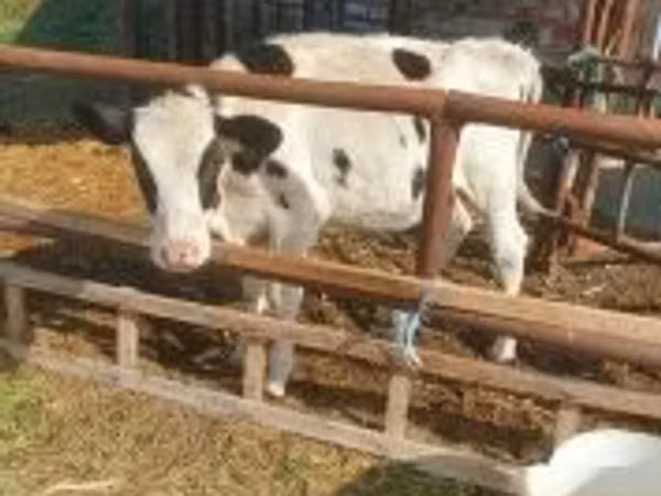 Kuh, Simmental cattle