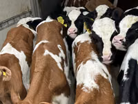 Bovinos (lote, sexo no especificado), Ganado vacuno — foto 6