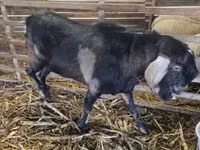 बकरा, Nubian Goat — फ़ोटो 1