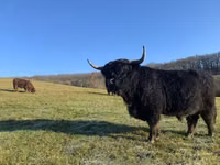 Бух, Highland — 1 зураг