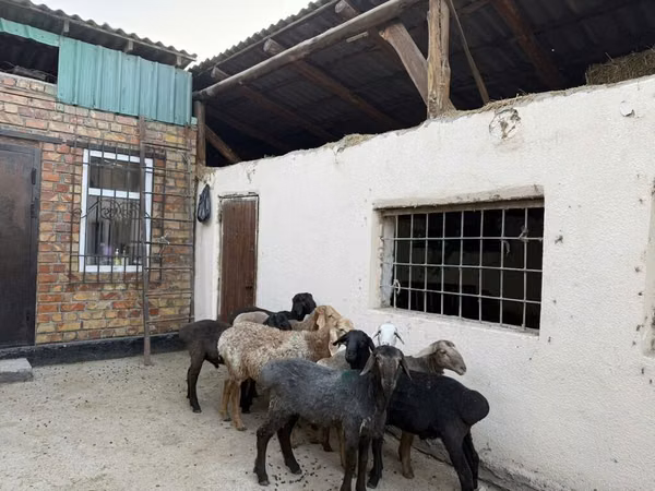 Oveja, Rhon sheep