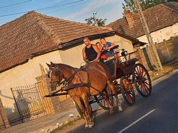 فرس, الخيول
