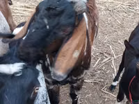 تيس, Nubian Goat — الصورة 4