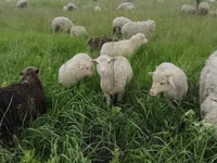 Widder, Merino sheep — Foto 3