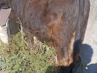 सांड, Simmental cattle — फ़ोटो 2
