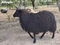 Oveja, Racka sheep — foto 2