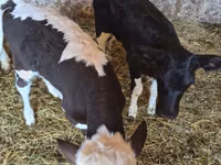 بقرة, Russian Black pied cattle — الصورة 3