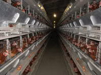 Premixuri pentru animale şi păsări — الصورة 3