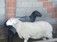 Sheep, Sheep — photo 2