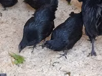 Ayam Cemani — Foto 3