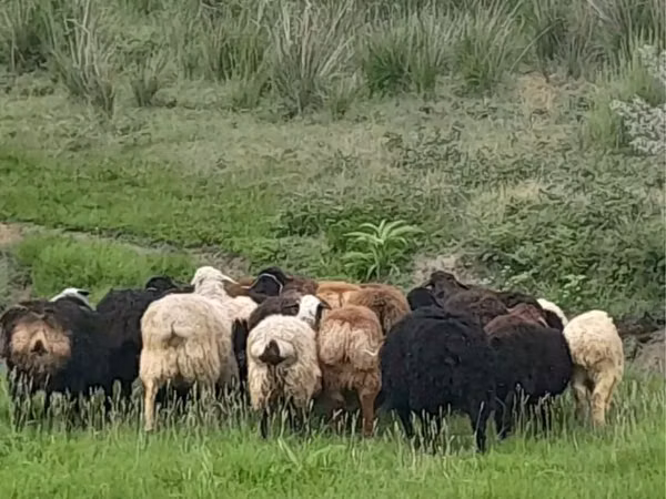Carnero, Gorkov sheep