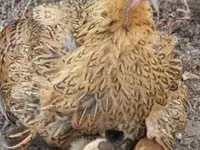 Chickens — फ़ोटो 8