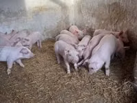 Boar — photo 4