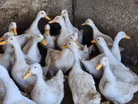Ducks — الصورة 3