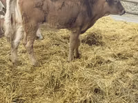 Kuh, Simmental cattle — Foto 4