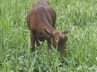 Goat, Irish goat — photo 5