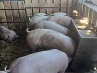 母猪, Pigs — 照片 1