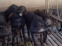 मेढ़ा, Bardhoka sheep — फ़ोटो 2