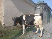Vaca, Raza Holstein — foto 2
