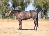 घोड़ी, Quarter Horse — फ़ोटो 2