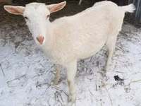 عنزة, Saanen goat — الصورة 2