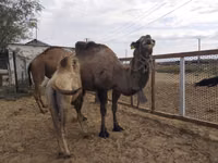 Тэмээ (бүлэг, хүйс заагаагүй), Kazakh Bactrian camel — 3 зураг