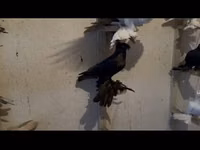 Ducks — 照片 1