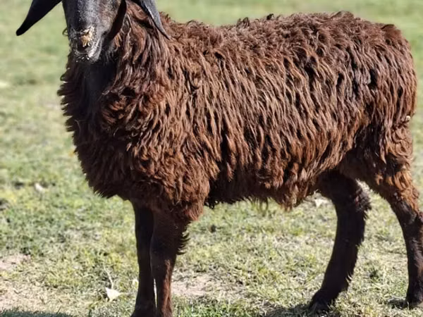 绵羊（批次，未指定性别）, Sheep