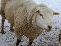 Sheep (batch, sex not specified), Sheep — photo 1
