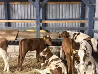 牛只（批次，未指定性别）, Cattle — 照片 3