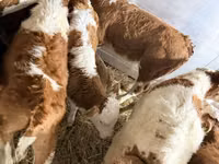 公牛, Simmental cattle — 照片 2