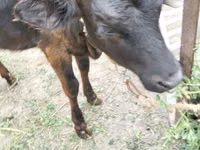 Cow, Cattle — photo 2