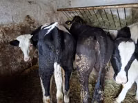 Kuh, Russian Black pied cattle — Foto 8