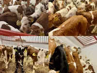 ثور, Simmental cattle — الصورة 2