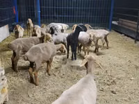 Хонь, Katum sheep — 2 зураг