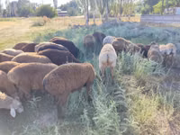 母羊, Sheep — 照片 3